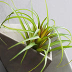 Ikebana-Wandvase von Lunéva mit Trockenblume